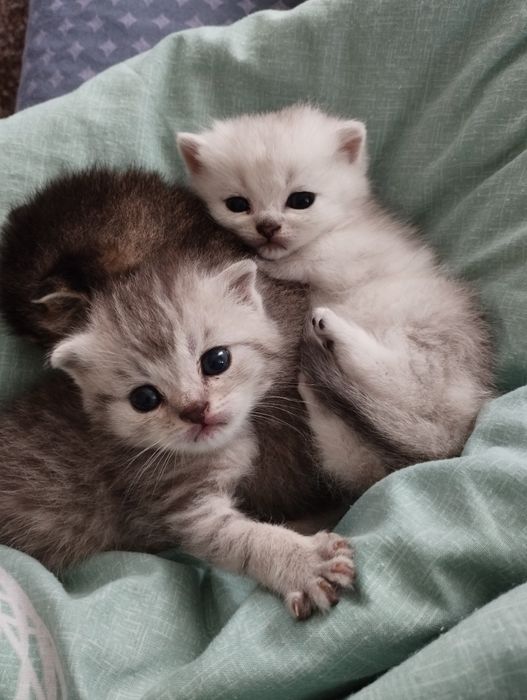 Кошенята шотландські срібляста шиншила