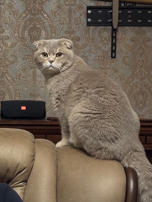 Вязка кота шиншила + британец