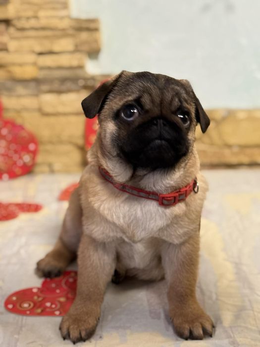 Мопс цуценя хлопчик абрикосовий