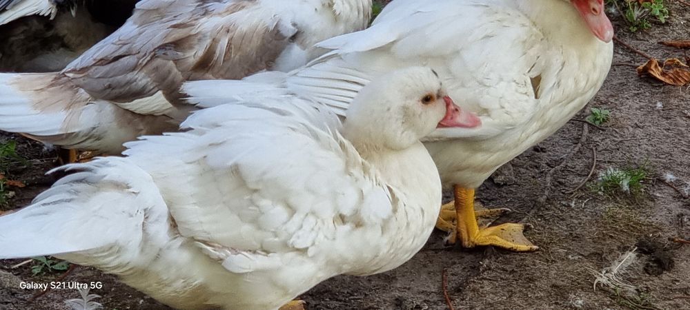 Індокачки білі, молодняк