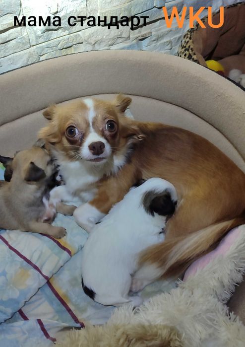 МИНИ пушистик Чихуахуа, в Киеве. 2.5 мес.