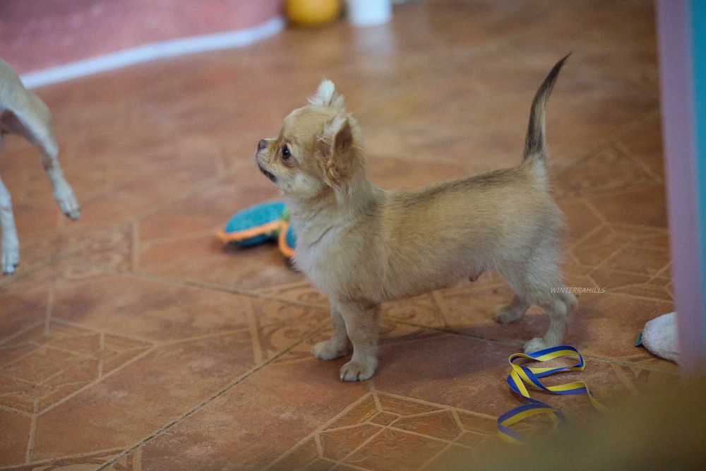 хлопчик та дівчинка Чивава в гарних окрасах  chihuahua