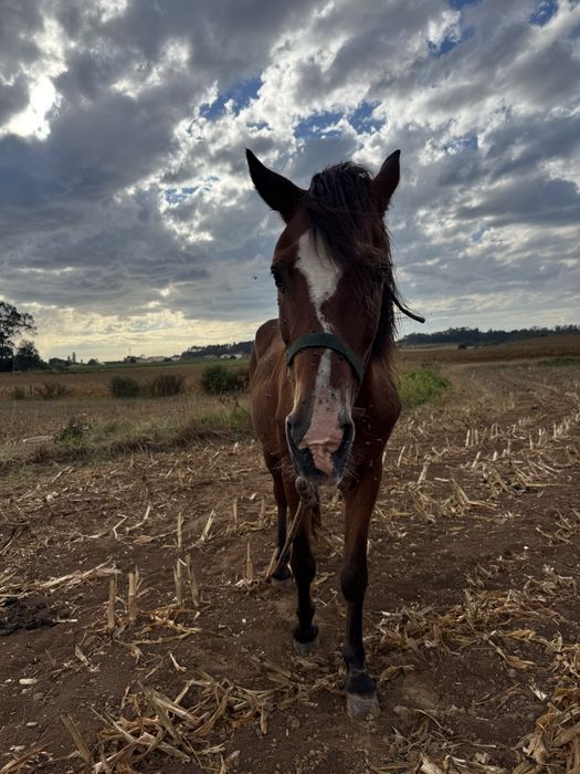 Cavalo montado e engatado