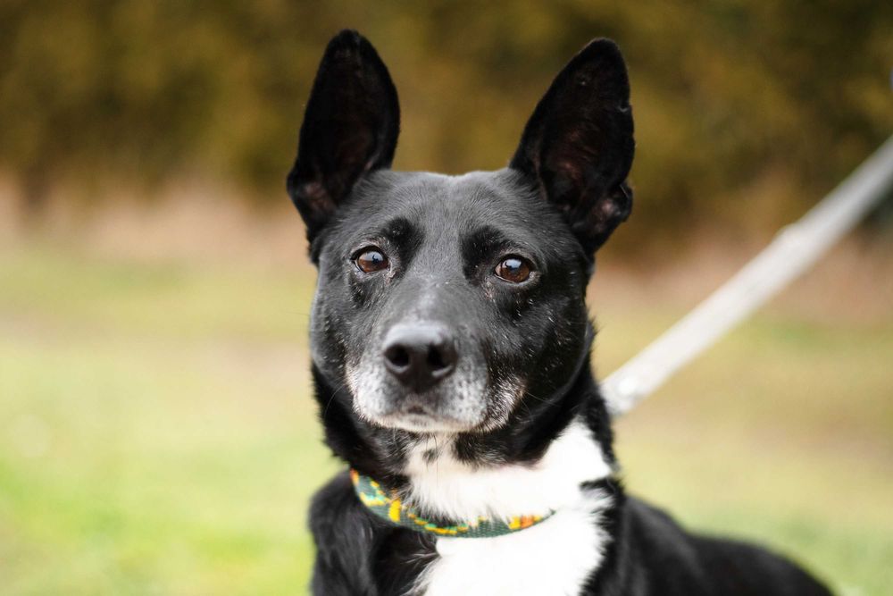 Akido - jedyny w swoim rodzaju, łagodny piękny psiak do adopcji