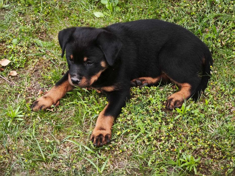 Rottweiler z Rodowodem kolejne z miotu