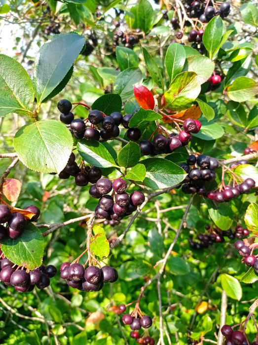 Aronia bez chemii z własnego ogrodu
