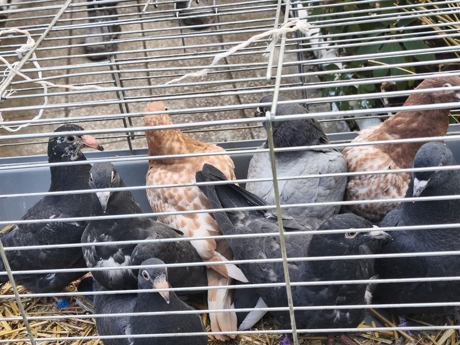SPRZEDAM gołębie pocztowe i mulemansy
