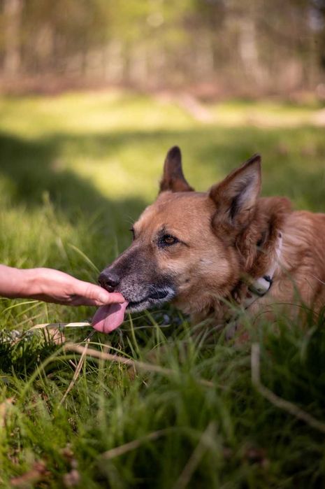 Irys - pilnie potrzebuje dobrego człowieka ADOPCJA