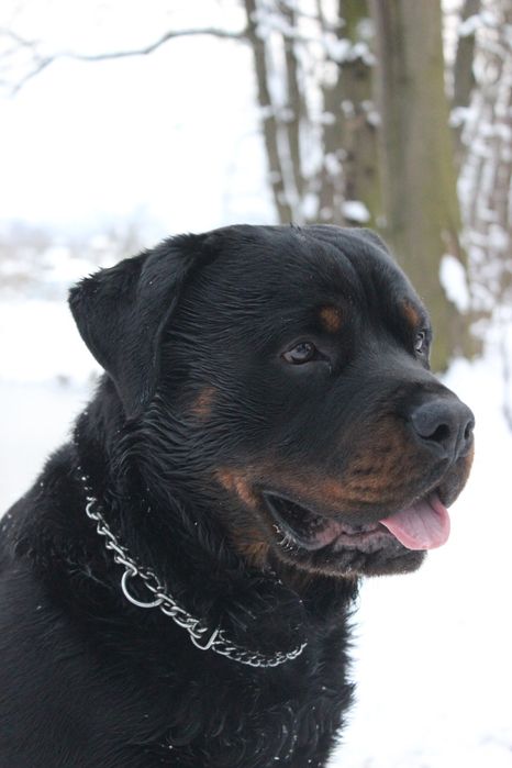 В'язка ротвейлера хлопчик