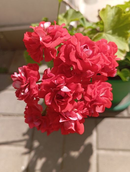 Пеларгонія калачик герань розебудна