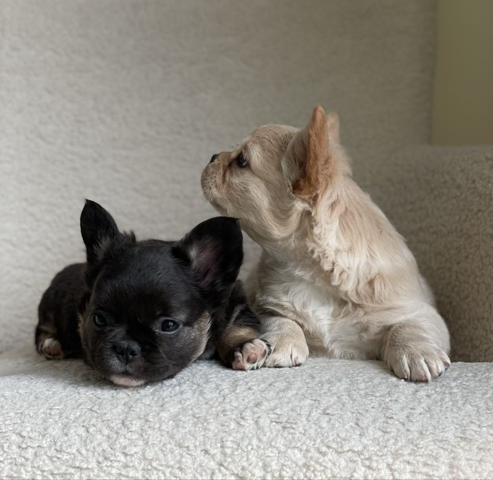 Французький бульдог флаффі