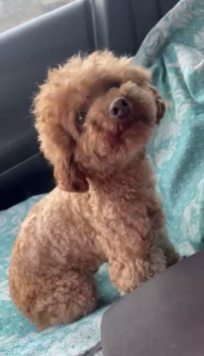 хлопчик Той Пудель