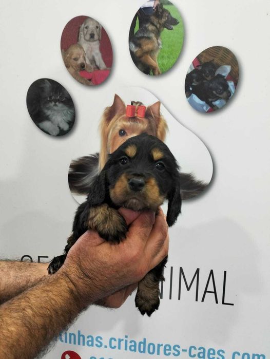 Cachorro Cocker Spaniel Inglês com LOP