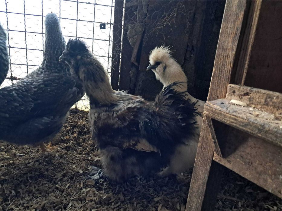 Casais sedosas do Japão