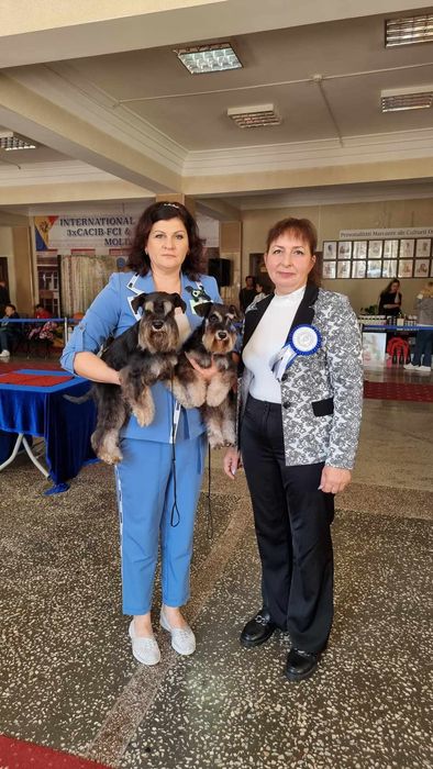 Цуценята цвергшнауцера