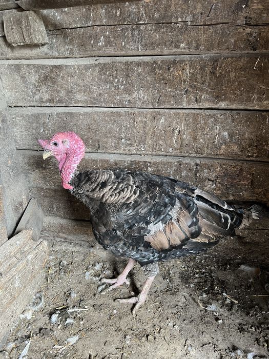 Індик дорослий бронзовий