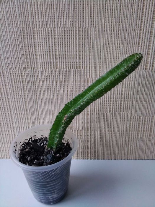 Кактус разные виды