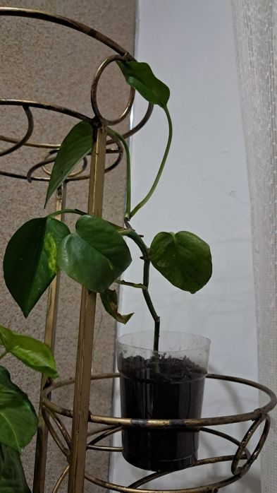 Епіпремнум , епіпр