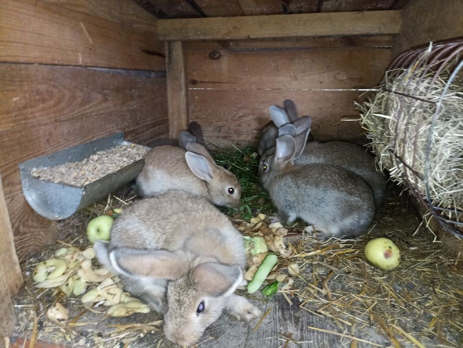 Młode króliki  2-3 miesiące mięsne