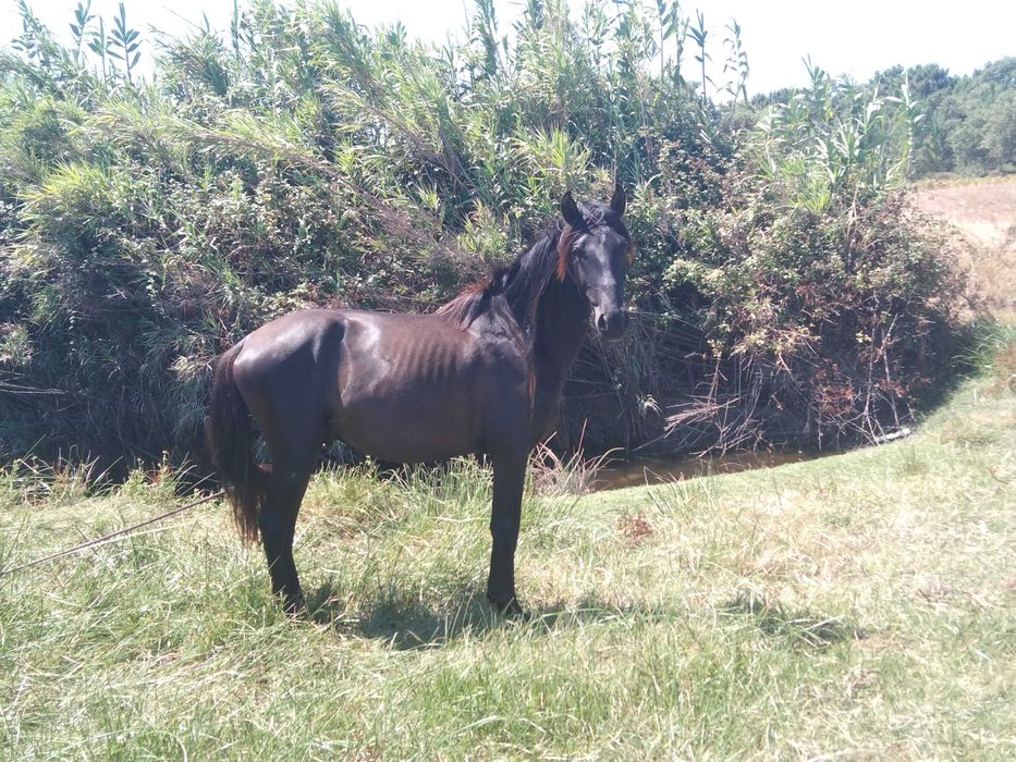 Vendo o cavalo  é manso faço troca