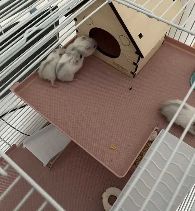 2026рік!Білі джунгарські хомяки