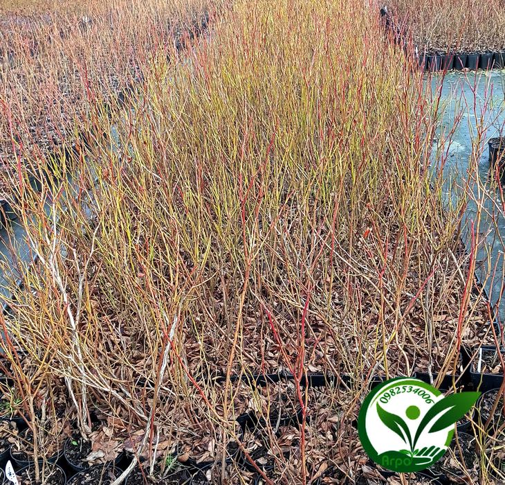 Купити лохину ранню — саджанці кущі розсада, перша ягода літа борувка