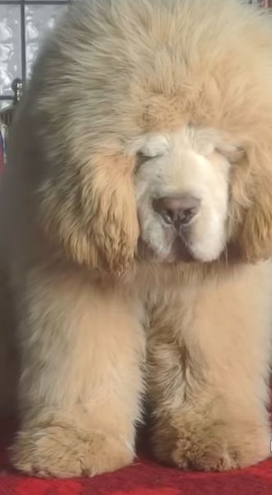 Тібетський мастиф