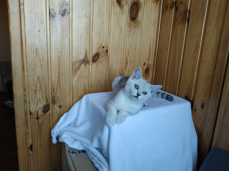 Котик ліг та відпочиває