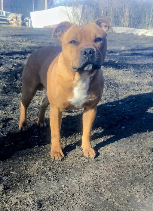 Стаффордширський  бультер'єр