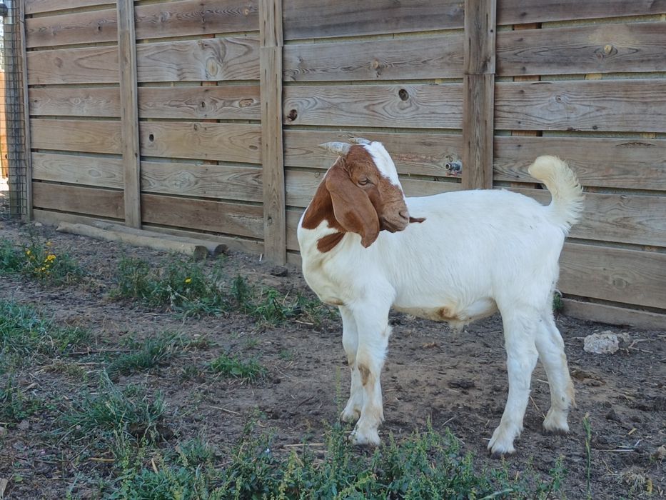 Cabrito Raça Boer