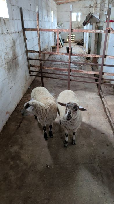 Vendo  Macho e Fêmea