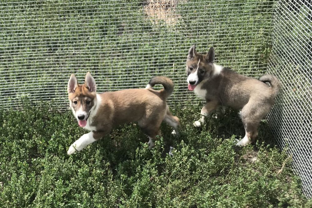 Продаються цуценята ЗСЛ.