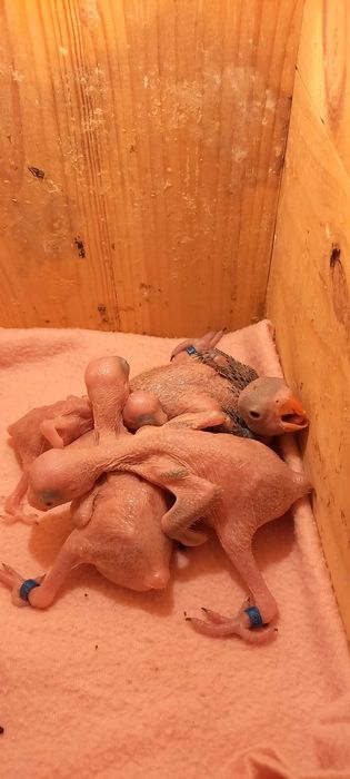 Ring Necks bebes para acabar de criar à mão