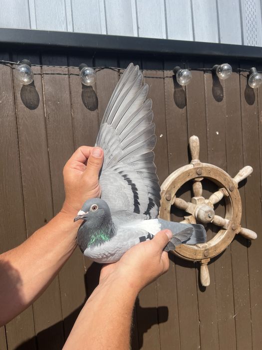 Gołąb młody 100%  P Mędrysa  2026