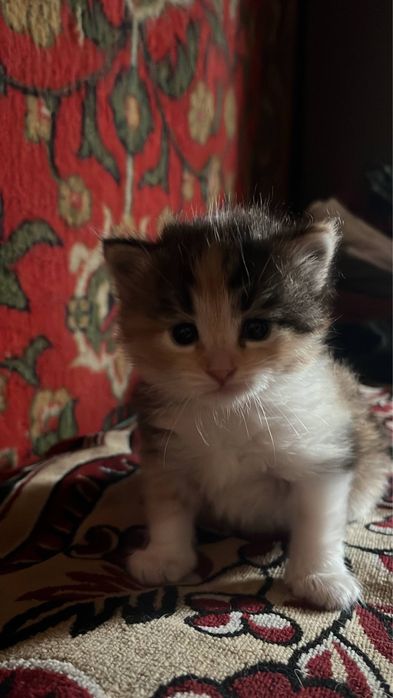 Отдам котёнка!!!