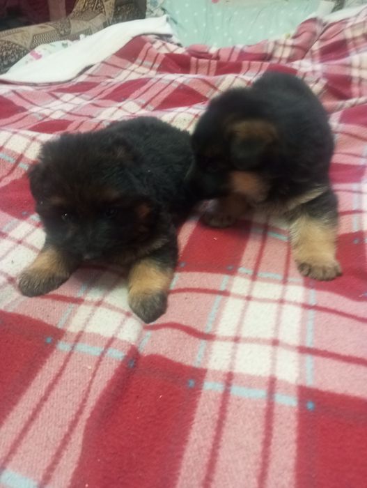 Німецька вівчарка