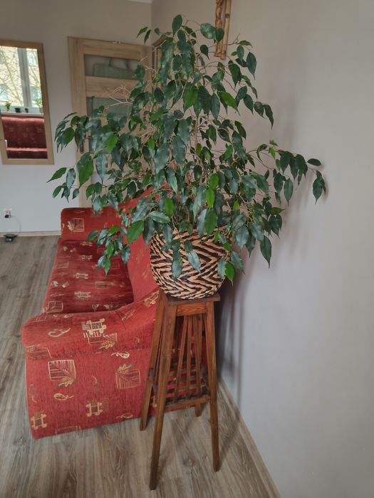 Fikus Benjamina roślina