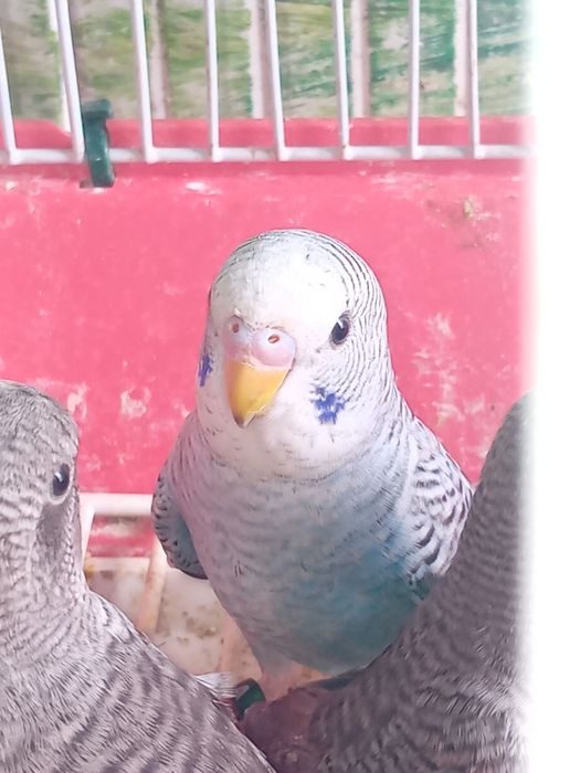 Para ceder aves de qualidade