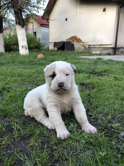 Алабай САО 3 дівчинки