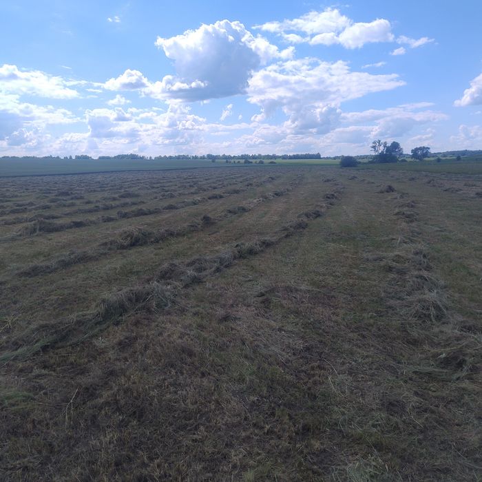 Сіно  продаж   польове    само вивіз