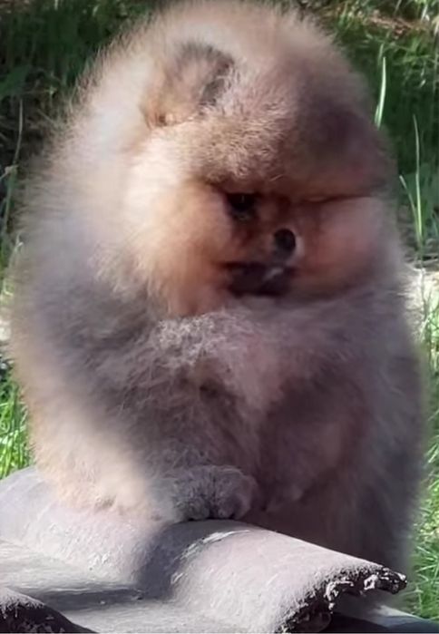 Pomeranian szpic miniaturowy