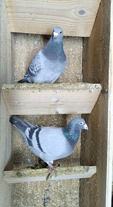 Gołębie pocztowe