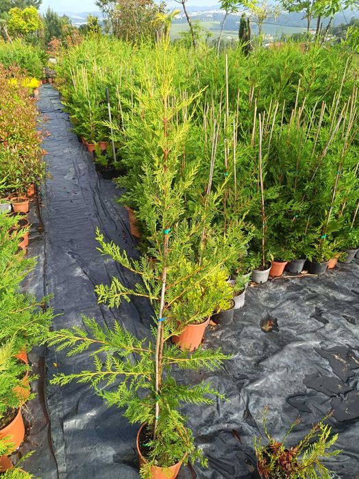 Leyland - Leylandii - Cedro para sebe