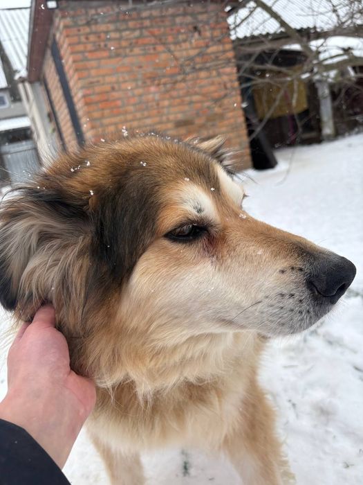 Пушистый красавчик! Крупный)