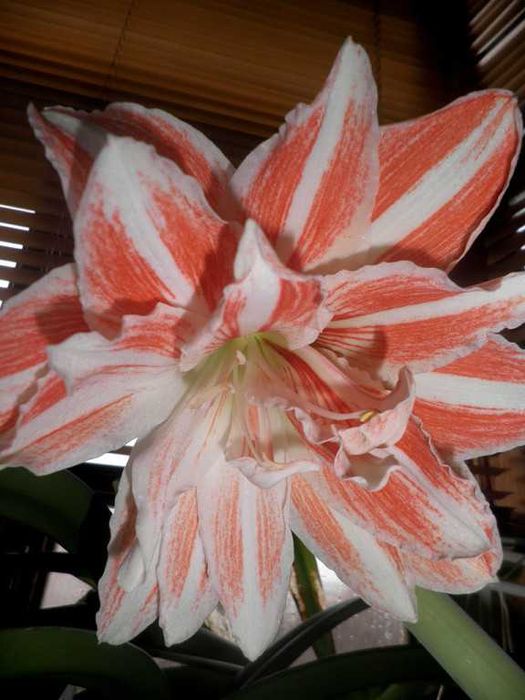 Гиппеаструм Charisma x Dansing Queen