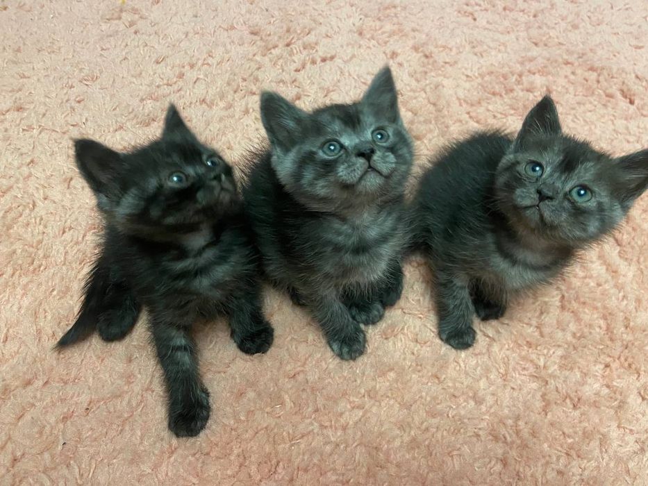Шотландські кошенята