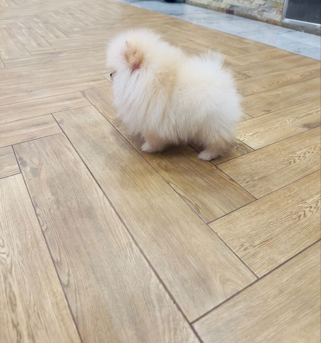 Міні  дівчинка померанський шпіц