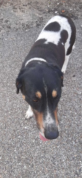 cão para adopção consciente