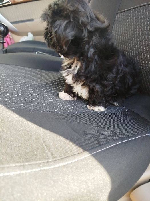 Харизматична дівчинка