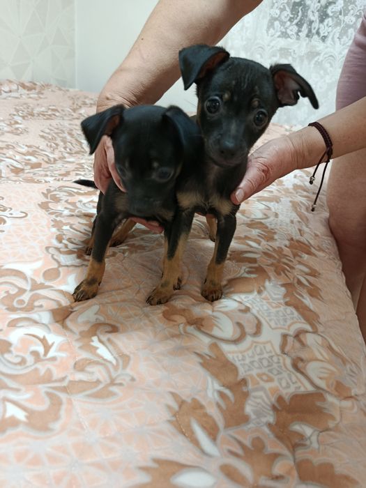 Продаются щенята той терьера.